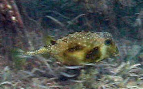 Buffalo Trunkfish - Lactophrys trigonus 