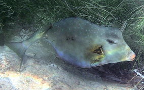 Buffalo Trunkfish - Lactophrys trigonus 