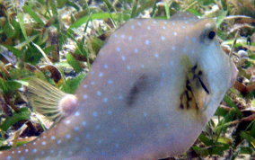 Buffalo Trunkfish - Lactophrys trigonus 