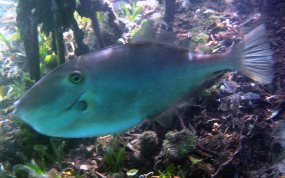 Unicorn Filefish - Aluterus monoceros