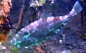 Unicorn Filefish - Aluterus monoceros