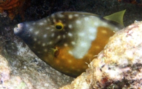 Slender Filefish - Monacanthus tuckeri