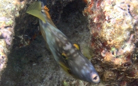 Slender Filefish - Monacanthus tuckeri