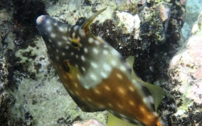 Slender Filefish - Monacanthus tuckeri