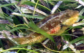 Bucktooth Parrotfish - Sparisoma radians