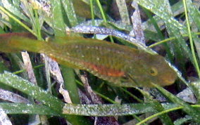 Bucktooth Parrotfish - Sparisoma radians