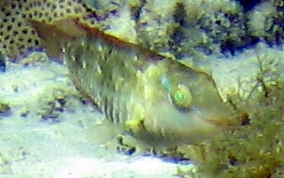 Bucktooth Parrotfish - Sparisoma radians