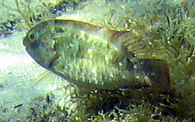 Bucktooth Parrotfish - Sparisoma radians