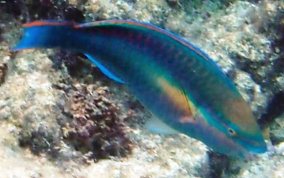 Princess Parrotfish - Scarus taeniopterus