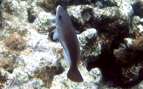 Queen Parrotfish - Scarus vetula