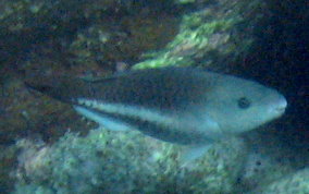 Queen Parrotfish - Scarus vetula