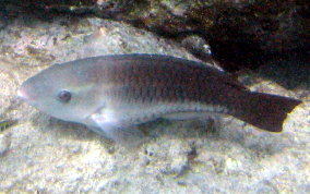 Queen Parrotfish - Scarus vetula