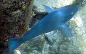 Queen Parrotfish - Scarus vetula