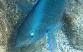 Queen Parrotfish - Scarus vetula