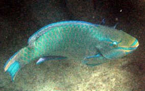 Queen Parrotfish - Scarus vetula