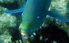 Queen Parrotfish - Scarus vetula