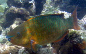 Rainbow Parrotfish - Scarus guacamaia