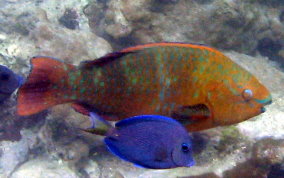 Rainbow Parrotfish - Scarus guacamaia