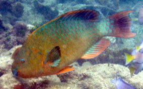 Rainbow Parrotfish - Scarus guacamaia