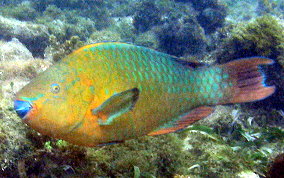 Rainbow Parrotfish - Scarus guacamaia