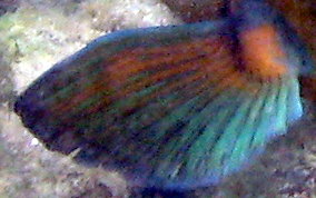 Rainbow Parrotfish - Scarus guacamaia