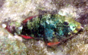 Redband Parrotfish