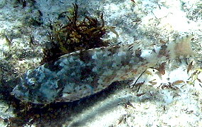 Redband Parrotfish