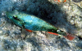 Redband Parrotfish