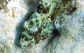 Redband Parrotfish