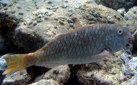 Redfin/Yellowtail Parrotfish- Sparisoma rubripinne