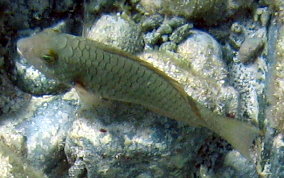 Redfin/Yellowtail Parrotfish- Sparisoma rubripinne