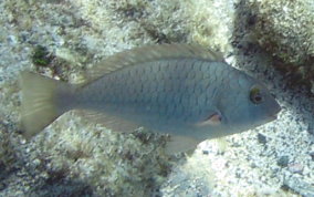 Redfin/Yellowtail Parrotfish- Sparisoma rubripinne