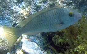 Redfin/Yellowtail Parrotfish- Sparisoma rubripinne