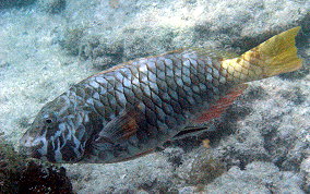 Redfin/Yellowtail Parrotfish- Sparisoma rubripinne