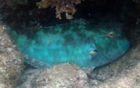 Redfin/Yellowtail Parrotfish- Sparisoma rubripinne