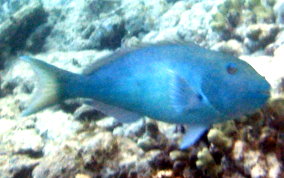 Redfin/Yellowtail Parrotfish- Sparisoma rubripinne