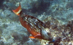 Stoplight Parrotfish - Sparisoma viride 