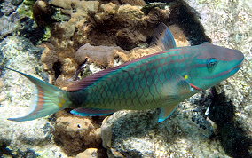 Stoplight Parrotfish - Sparisoma viride 