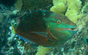 Stoplight Parrotfish - Sparisoma viride 