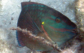 Stoplight Parrotfish - Sparisoma viride 