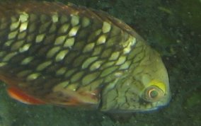 Stoplight Parrotfish - Sparisoma viride 