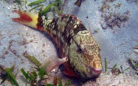 Stoplight Parrotfish - Sparisoma viride 