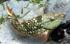 Stoplight Parrotfish - Sparisoma viride 