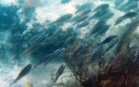 Striped Parrotfish - Scarus iserti