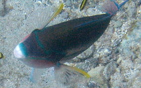 Striped Parrotfish - Scarus iserti