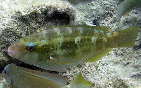 Striped Parrotfish - Scarus iserti