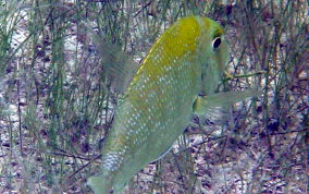 Sheepshead Porgy - Calamus penna