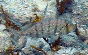 Sheepshead Porgy - Calamus penna