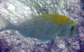 Sheepshead Porgy