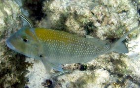 Sheepshead Porgy - Calamus penna